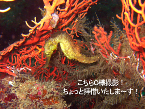ピピ島最高!_f0144385_12505329.jpg