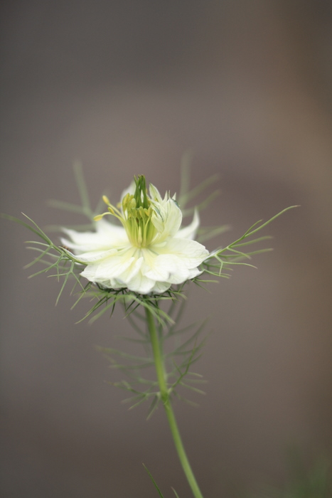 霧の中の恋人 茂みの中の悪魔 誕生花 ニゲラ 空に近い週末 めっせーじ Vol 2 霧の中の恋人 茂みの中の悪魔 誕生花 ニゲラ 空に近い週末 めっせーじ Vol 2