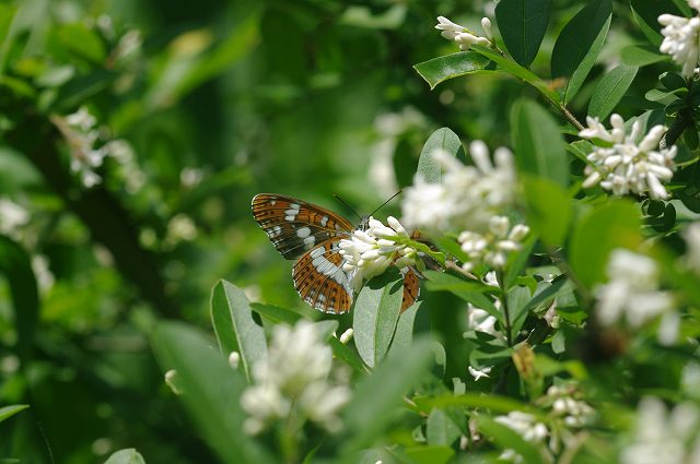 e0070891_2042727.jpg
