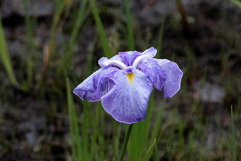 オオヨシキリ二重唱/花菖蒲_b0024798_5531327.jpg