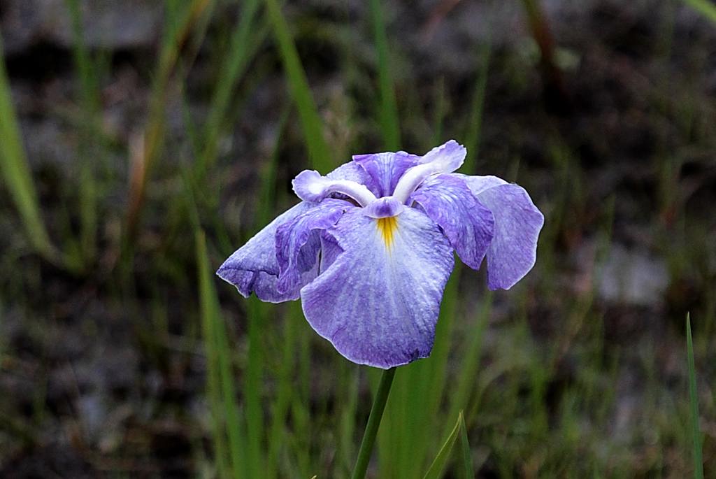 オオヨシキリ二重唱／花菖蒲_b0024798_5531327.jpg