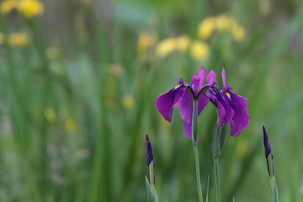 オオヨシキリ二重唱／花菖蒲_b0024798_5532521.jpg