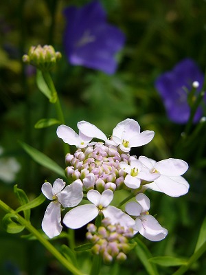 a0123003_21165765.jpg