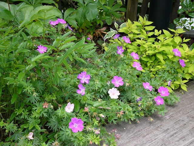 a0123003_21323237.jpg