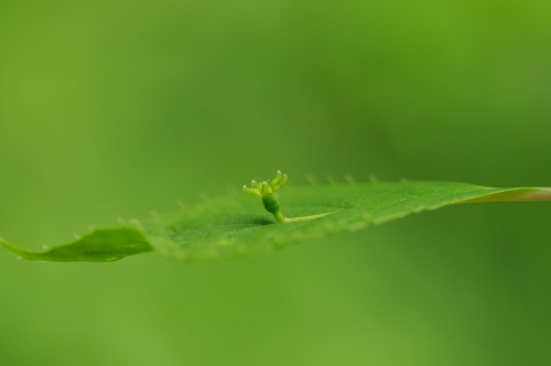 クリンソウ咲く六甲高山植物園_a0078106_2142155.jpg