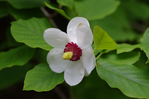 クリンソウ咲く六甲高山植物園_a0078106_2143433.jpg