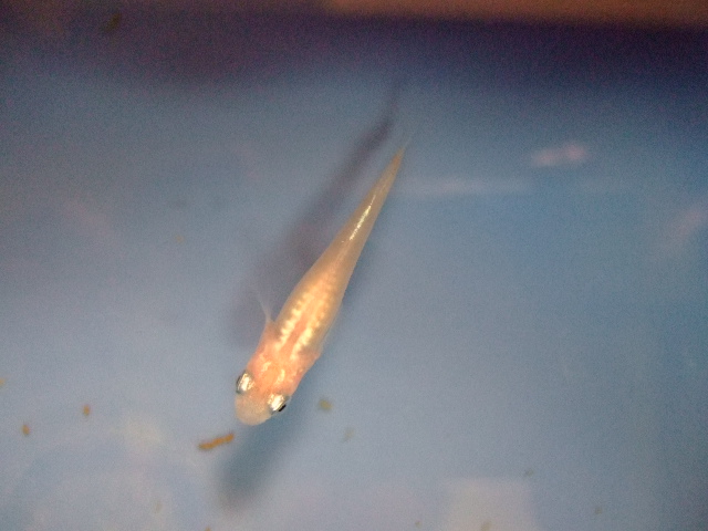 f0152308_1852629.jpg