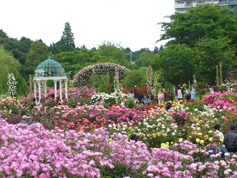 京成バラ園③ バラの丘とバラの谷のアーチ : オートクチュールの