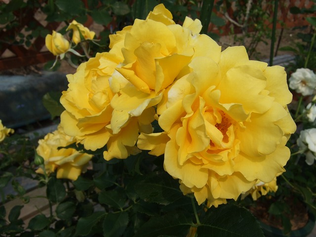 b0107310_21135358.jpg
