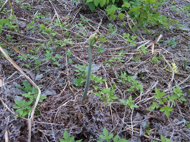 e0015011_2114963.jpg