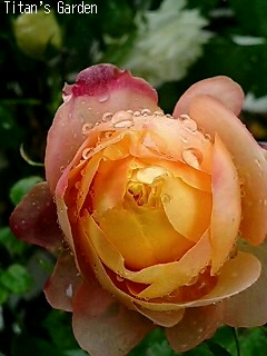 b0099813_7513190.jpg