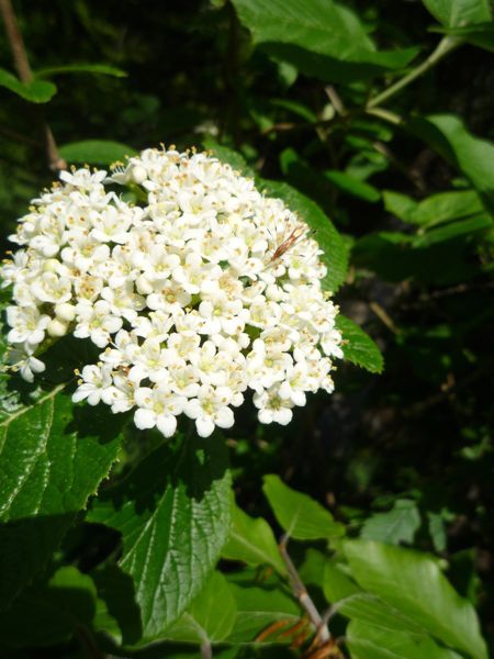 c0167813_522321.jpg