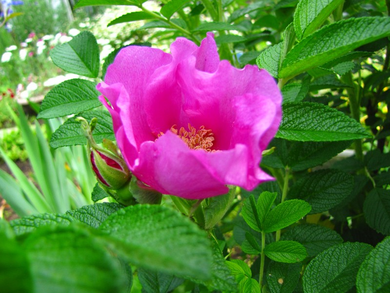 a0004023_19173517.jpg