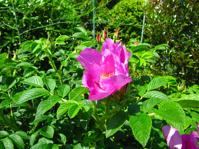 a0004023_19232787.jpg