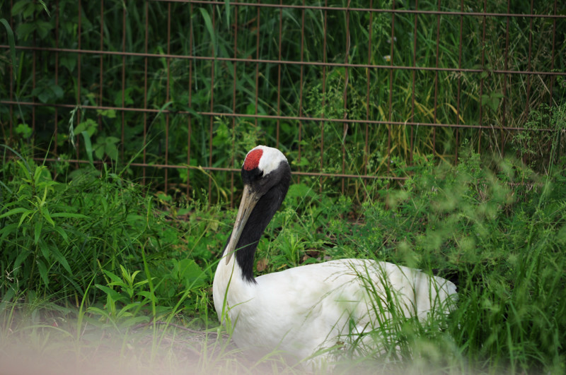 東武動物公園シリーズ。_e0135024_1224412.jpg