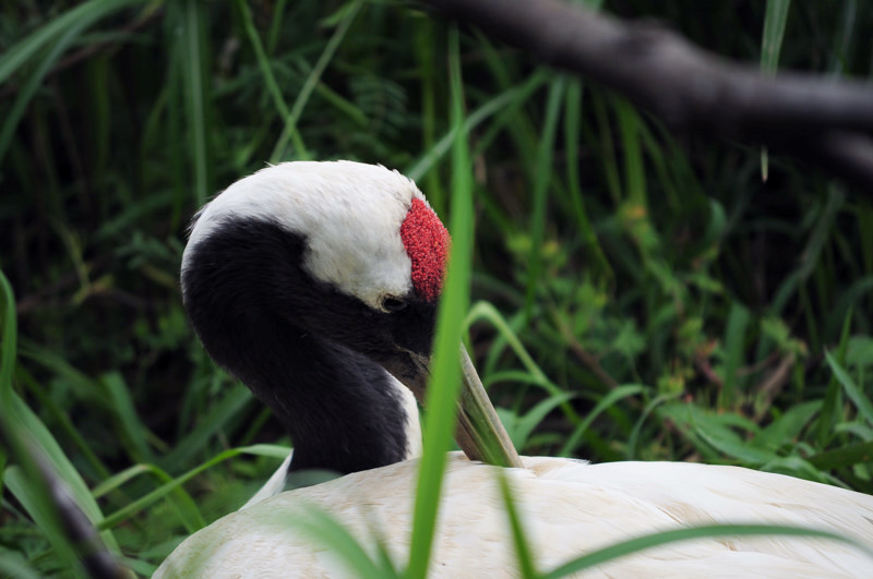 東武動物公園シリーズ。_e0135024_1224512.jpg