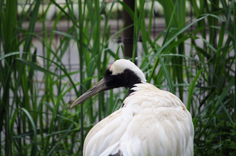 東武動物公園シリーズ。_e0135024_1225283.jpg