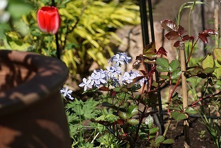 f0170524_13201165.jpg