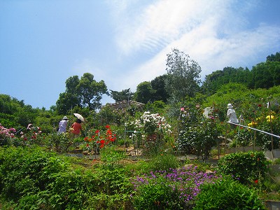 杵島山中ばら園_e0176627_2244464.jpg