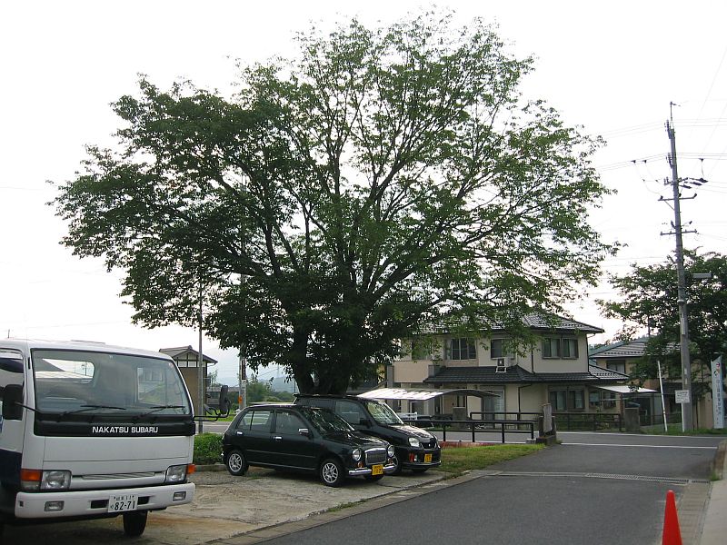 ユーモアのセンスと根の大切さ_f0076731_13253545.jpg