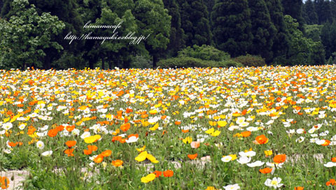 花がいっぱい！&おめでとう！！_f0024636_823437.jpg