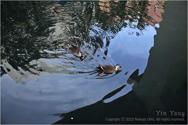 三羽のカルガモ、東京_e0139738_123560.jpg