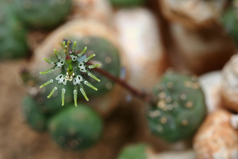 Euphorbia globosa_a0149642_15403079.jpg