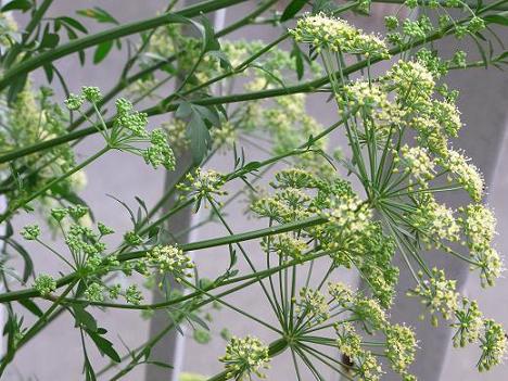 prezzemolo と rucola が花から種へ_f0172744_02204.jpg
