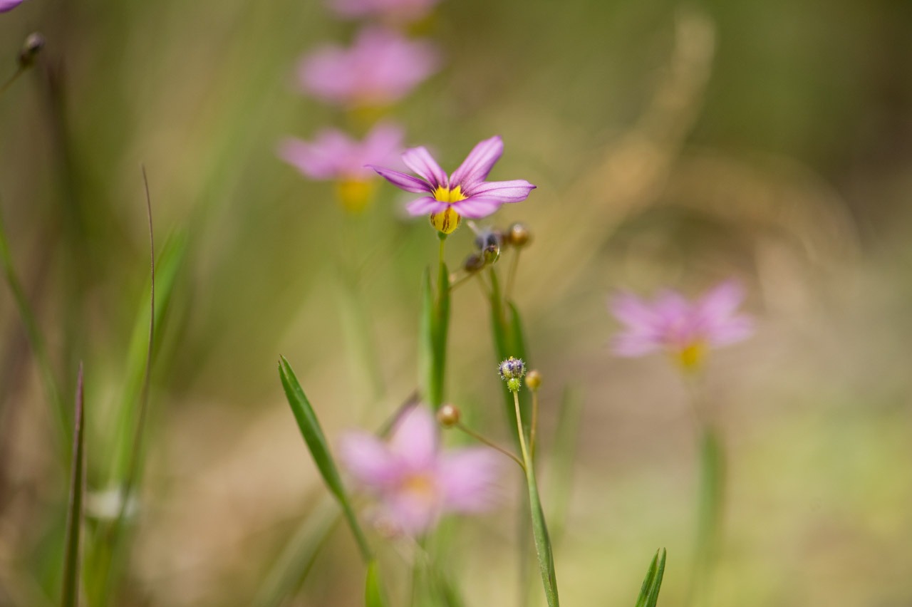 ニワゼキショウ 庭石菖 紫 空 Sora そら