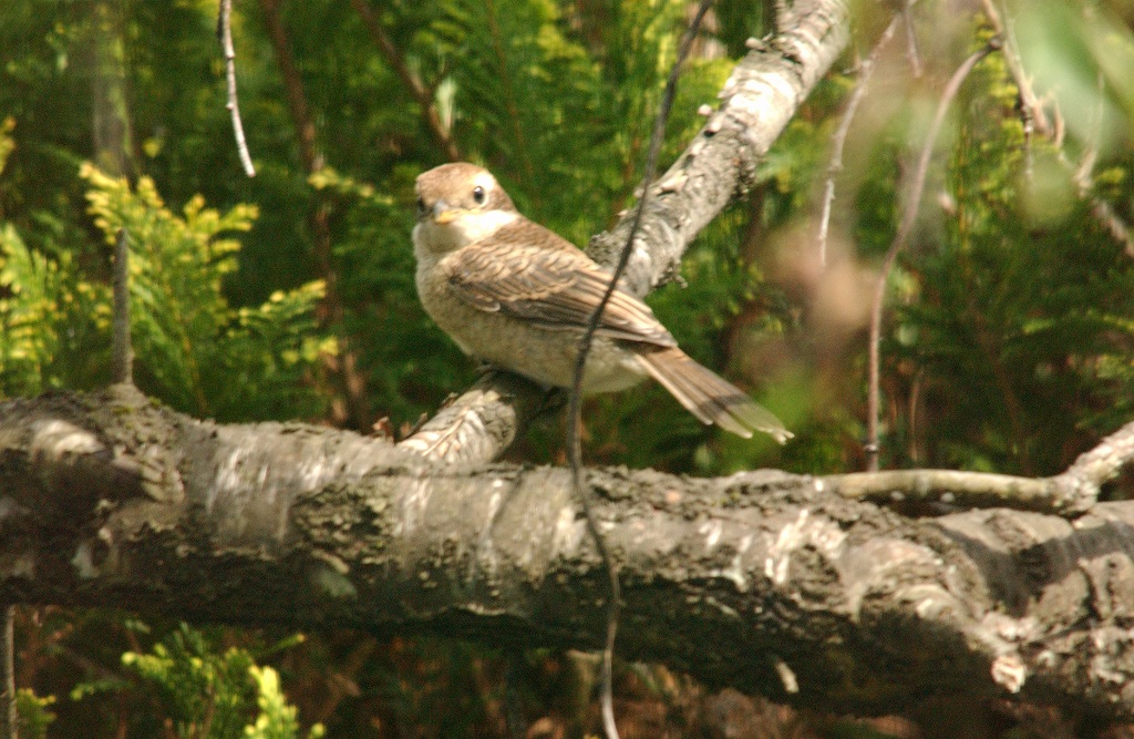 b0029350_15712.jpg