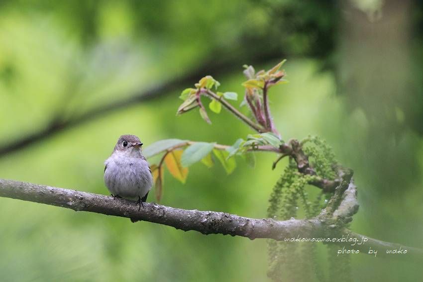 初夏の森_f0103860_18145721.jpg