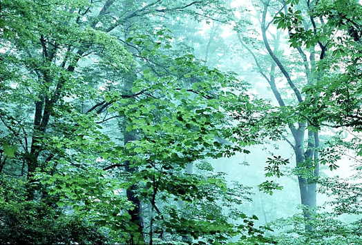 みどりの樹林の雨の風景です 四国の山村と自然を撮る
