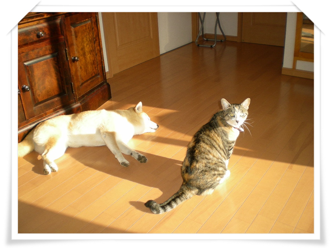 2010年5.31.月 こころちゃんの番猫デビュー_f0060461_838579.jpg