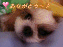 a0137263_3242589.gif