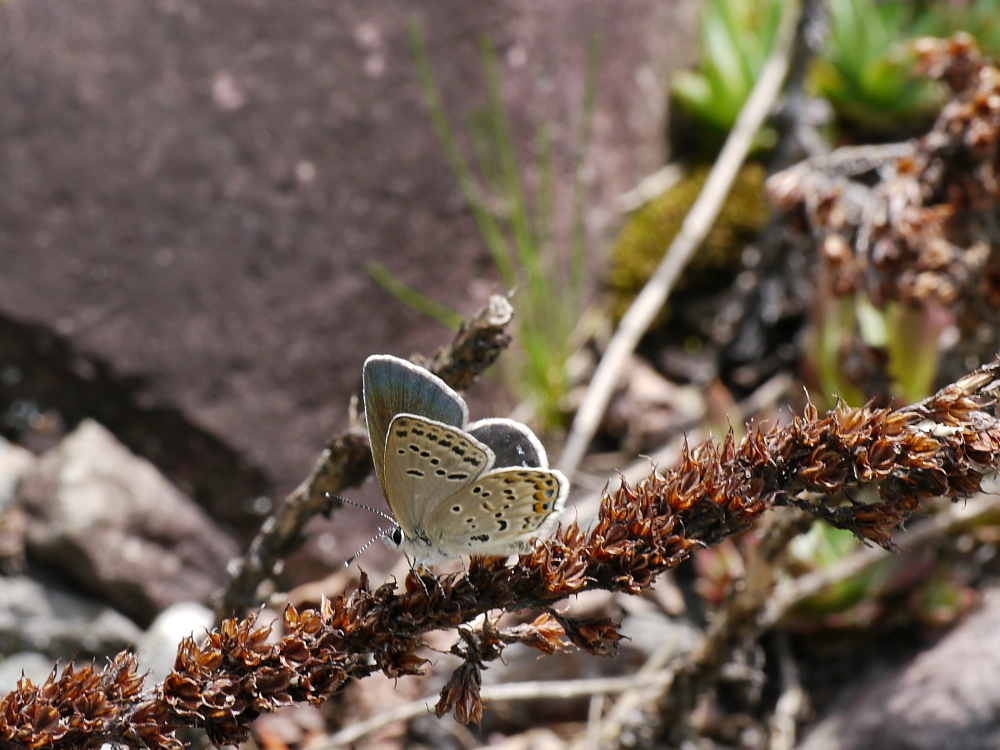 a0146869_60336.jpg