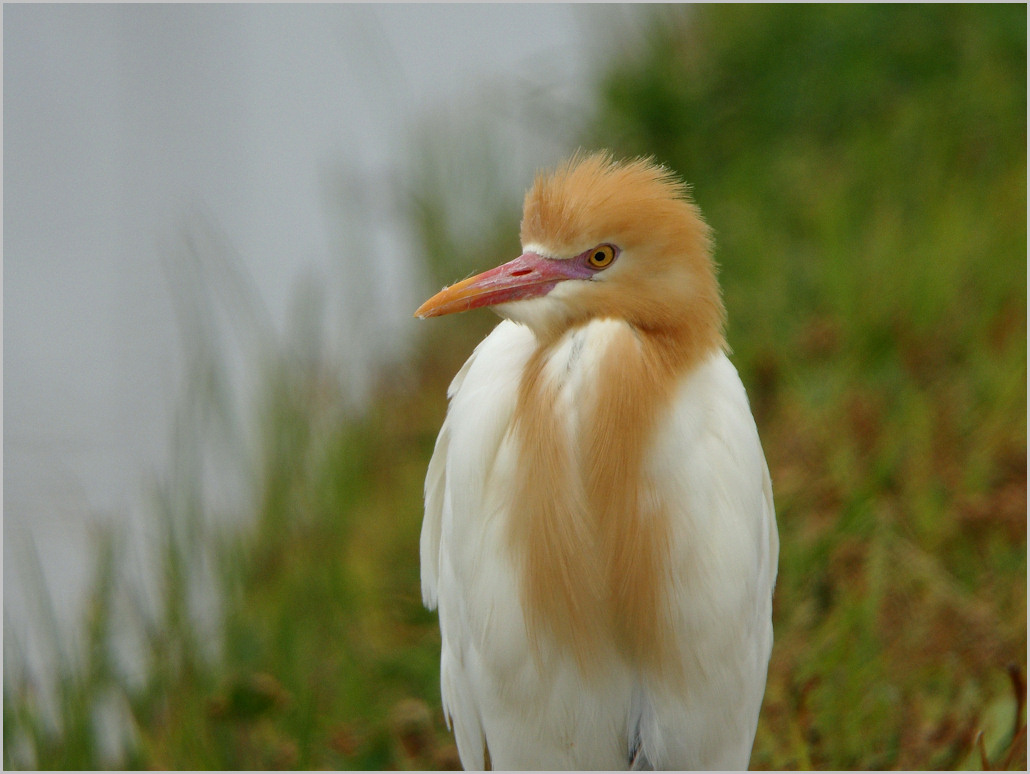 アマサギの素顔 野鳥の素顔 野鳥と日々の出来事