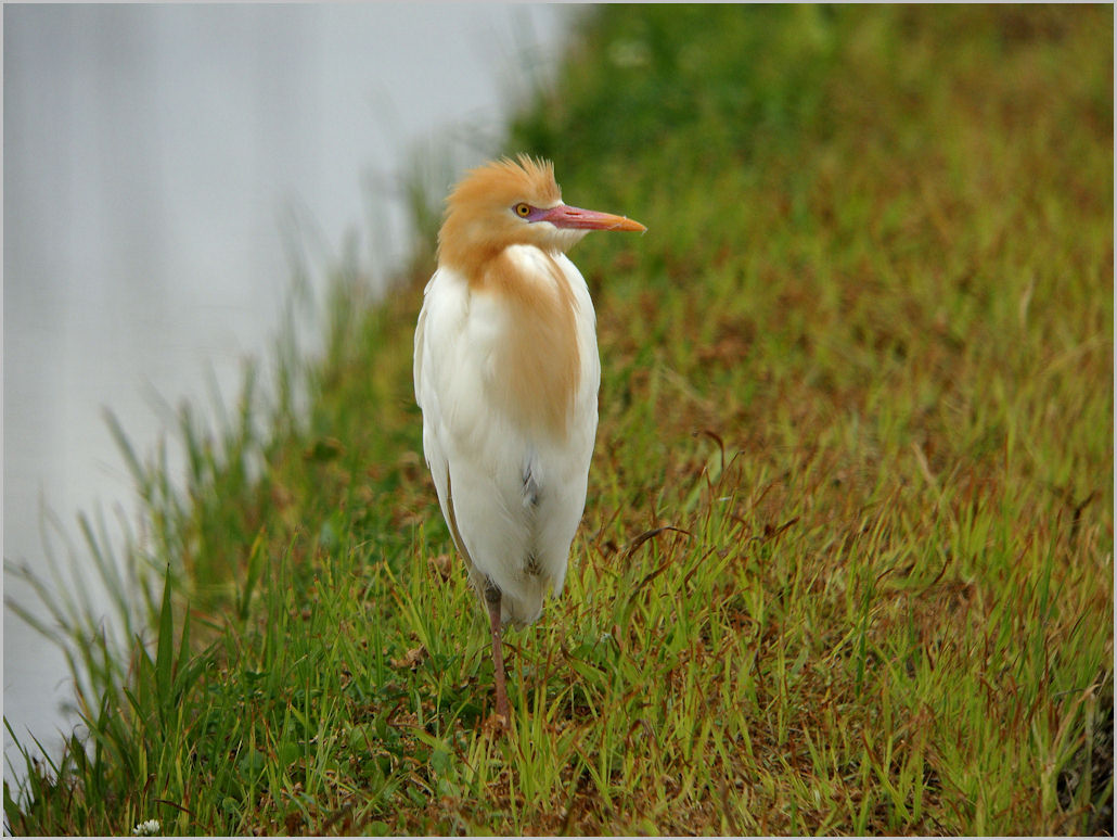 アマサギの素顔 野鳥の素顔 野鳥と日々の出来事