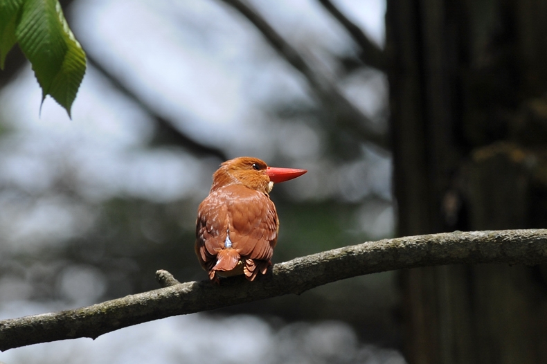 アカショウビン_f0053272_14202887.jpg