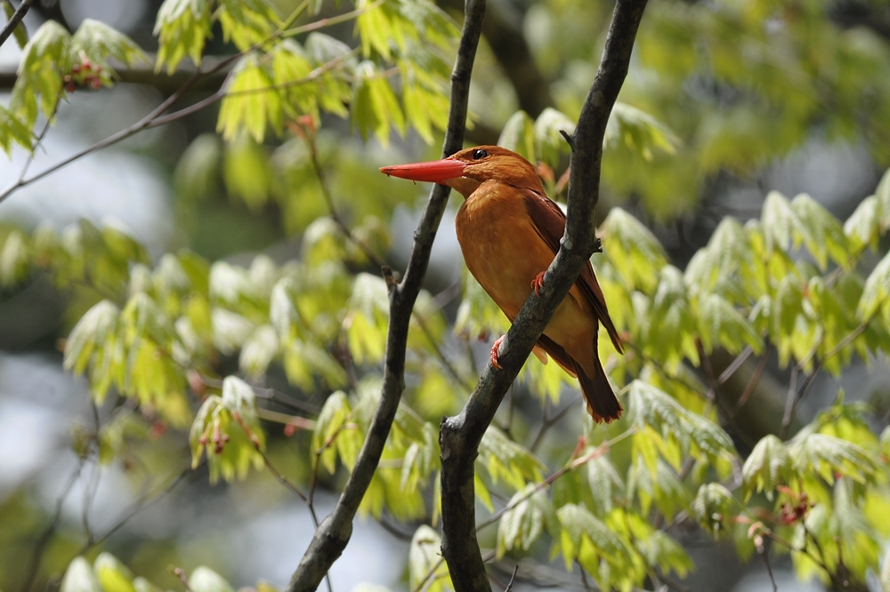 アカショウビン_f0053272_14205492.jpg