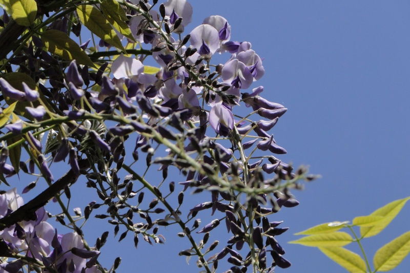 c0183777_16461453.jpg