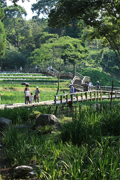 天草しょうぶまつり（西の久保公園）_c0152779_10591116.jpg