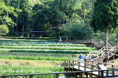 天草しょうぶまつり（西の久保公園）_c0152779_1124754.jpg