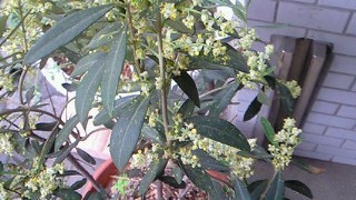 d0030693_14332818.jpg