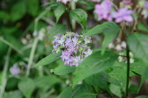 b0052394_21607.jpg