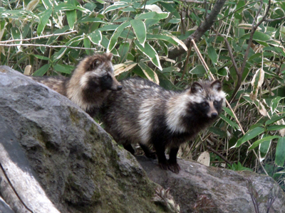 動物たちのつぶやき_e0120896_6422347.jpg