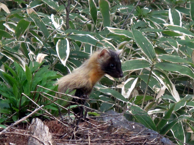 動物たちのつぶやき_e0120896_744191.jpg