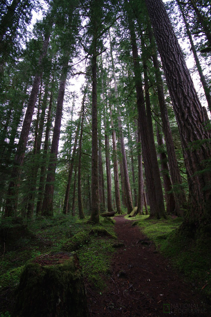 Some DSLR shots from Olympic National Park._c0080101_22184688.jpg