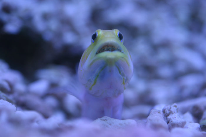 イエローヘッドジョーフィッシュ 産卵 水族館ふりーく