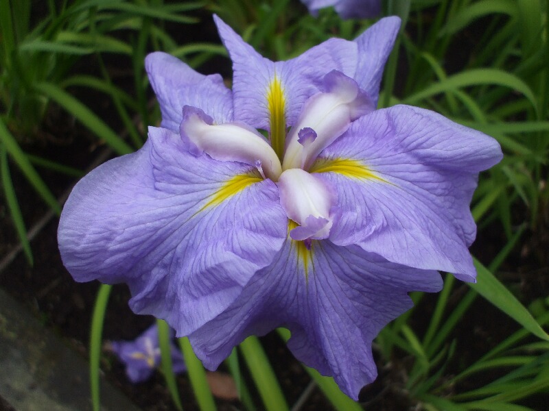 肥後菖蒲が綺麗なのに観光客は肥後六花園へは来まへん・・・(涙！_e0115908_1532037.jpg