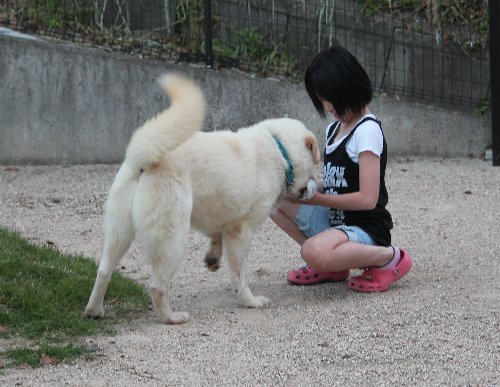 犬好きさん　６月１日（火）_b0073110_15325386.jpg